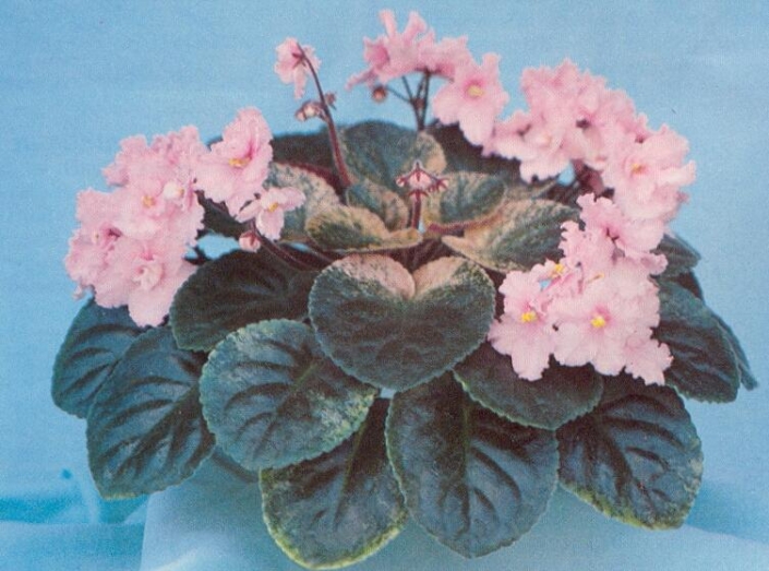 Sweet Donnalee 01/27/1982 (B. Miller-Morris) Double pink/darker frilled edge. Variegated, quilted. Standard