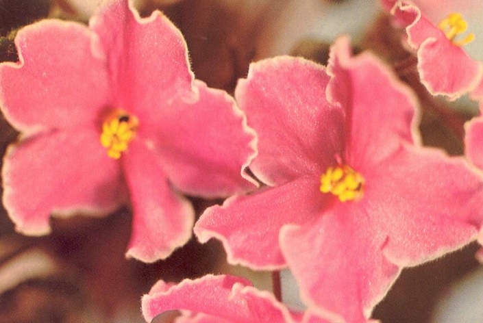 Swinging Star 01/04/1979 (F. Tinari) Single bright pink star/white edge. Plain, pointed. Standard