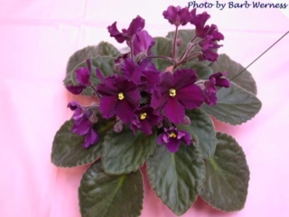 Taboo (K. Stork) Single-semidouble dark red-plum large frilled star. Dark green, plain. Standard