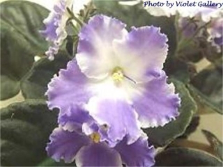 Taffeta Blue 03/22/2008 (Lyndon Lyon Greenhouses/P. Sorano) Semidouble white frilled pansy/light blue patches. Medium green, ovate, quilted. Standard
