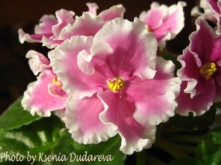 Taffeta Petticoats 07/28/1995 (S. Sorano) Semidouble pink star/white edge. Medium green, plain, ovate. Standard