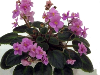 Taffy Joy 02/10/1989 (H. Pittman) Double rose. Dark green, plain/red back. Semiminiature