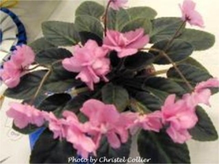 Taffy Joy 02/10/1989 (H. Pittman) Double rose. Dark green, plain/red back. Semiminiature