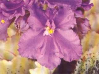 Taffy Pull (S. Sorano) Semidouble chimera lavender wavy/purple stripe. Variegated medium green and white. Standard