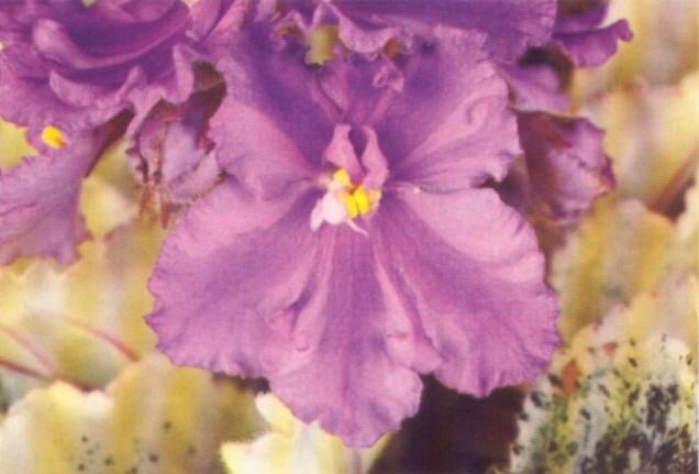 Taffy Pull (S. Sorano) Semidouble chimera lavender wavy/purple stripe. Variegated medium green and white. Standard