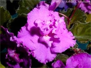 Tailor Made (K. Stork) Semidouble-double vivid fuchsia-red pansy. Dark green, plain. Standard