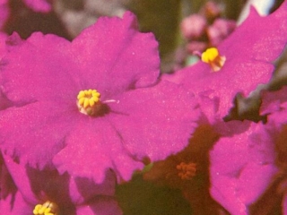 Tamara 06/05/1982 (B. Elkin) Single dark red star. Plain. Standard