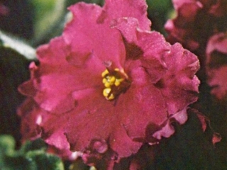 Tangier 06/27/1975 (Eyerdom) Semidouble red/white frilled edge. Variegated, ruffled. Standard