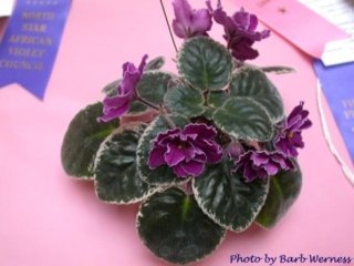 Tapestry 07/18/1997 (K. Stork) Single-semidouble wine star/white frilled edge. Variegated medium-dark green, pink and cream, plain, glossy. Standard