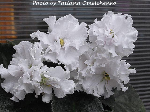Tat'ianin Den' [St. Tatiana's Day] 01/27/2006 (B. Makuni) Double white frilled large. Medium green, ovate. Standard (Russ/Ukr)