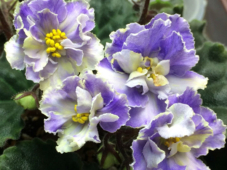 Tea's Blueberry Butterfly 02/24/2015 (J. Baker/S. Gallela) Semidouble-double light blue wavy star/white and yellow mottling. Dark green, quilted, wavy/red back. Standard