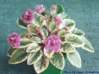 Teen Glow 03/08/1996 (H. Pittman) Double fuchsia frilled bell/white marking. Variegated dark green and white, plain, glossy. Miniature
