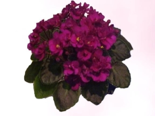 Teen Kiss (H. Pittman) Double fuchsia. Variegated dark green and white, plain. Semiminiature