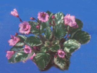 Teen Princess 01/18/1991 (H. Pittman) Double medium pink bell/rose edge. Variegated medium green and white, pebbled, glossy. Miniature