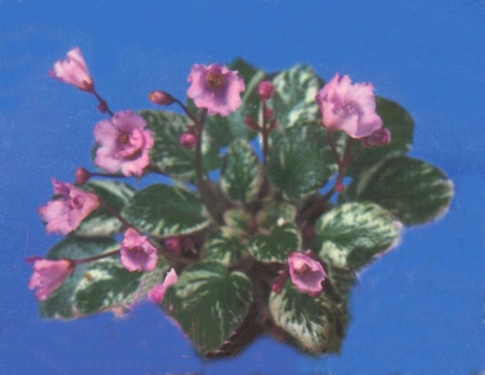 Teen Princess 01/18/1991 (H. Pittman) Double medium pink bell/rose edge. Variegated medium green and white, pebbled, glossy. Miniature