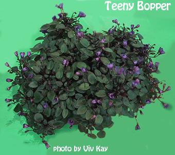 Teeny Bopper 08/27/1982 (L. Lyon) Single purple. Pointed, tiny. Miniature trailer