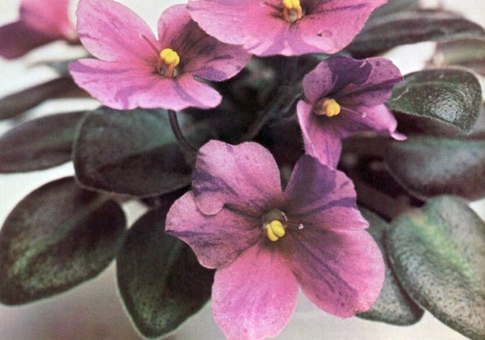 Teeny Weeny 01/18/1978 (D. Baker) Single rose-lavender/purple fantasy. Plain, pointed. Miniature