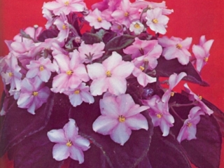 Tennessee Kandy Kane (Fritz) Pink large star/variable white and dark pink streaks. Medium green, plain. Standard