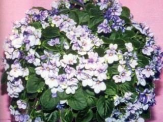 Tensie's Trail 05/13/1993 (H. Pittman) Semidouble white/blue marking. Medium green, plain. Semiminiature trailer