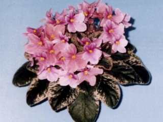 Tess 10/29/1993 (Y. Lambert) Single pink sticktite pansy/pink-streaked top petals, fuchsia shading. Variegated dark green, white and pink, plain, pointed. Semiminiature