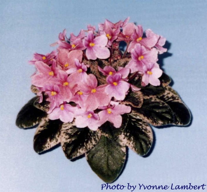 Tess 10/29/1993 (Y. Lambert) Single pink sticktite pansy/pink-streaked top petals, fuchsia shading. Variegated dark green, white and pink, plain, pointed. Semiminiature