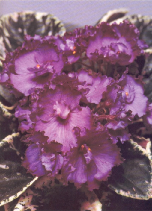 Texas Hotshot 06/01/1987 (B. Bryant) Single rose-pink two-tone ruffled pansy. Variegated dark green, longifolia, cupped, supreme, glossy, wavy. Large
