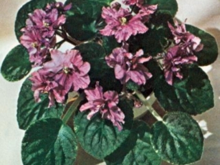 Texas Rainbow 05/17/1975 (M. Cook) Double pink and purple variable fantasy star. Variegated, plain, pointed, quilted. Small standard