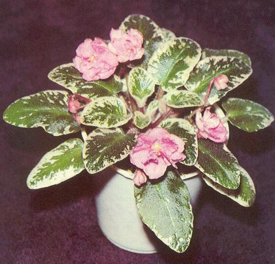 Texas Rose 06/27/1981 (Russell) Double rose-pink ruffled. Variegated, wavy. Miniature