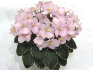 Texas Space Dust 10/28/1998 (H. Pittman) Semidouble light pink pansy. Variegated green and white, plain. Miniature
