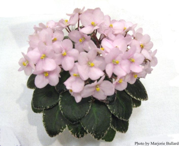 Texas Space Dust 10/28/1998 (H. Pittman) Semidouble light pink pansy. Variegated green and white, plain. Miniature