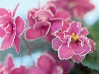 Texas Wildfire 12/30/1976 (H. Utz) Double red/white. Plain. Large