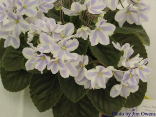 The Alps 10/03/1992 (K. Horikoshi/H. Sawara) Single-semidouble chimera white pansy/light blue stripe. Medium green, plain, quilted. Standard