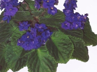 The King 05/28/1975 (Union County Chapter AVS/Max Maas) Double dark blue-purple. Plain. Standard