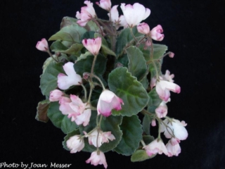 The Madam 09/30/1998 (P. Harris) Single-semidouble pale pink bell/raspberry-rose tips. Medium-dark green, quilted. Standard trailer