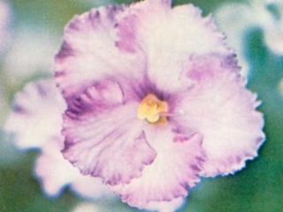 The Parson's Peace (C. Blades) Single white/orchid frilled edge. Variegated. Standard