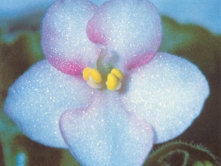 The Parson's Pleasure (C. Blades) Single white frilled. Variegated. Standard