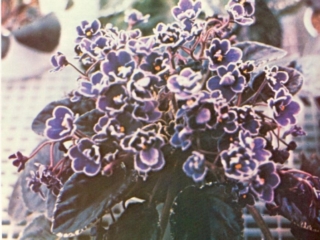 The Parson's Song (C. Blades) Double dark blue/white edge. Variegated dark green. Standard