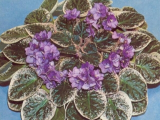 The Parson's Triumph (C. Blades) Double orchid two-tone. Variegated, ruffled. Standard