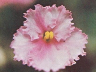 The Parson's Wife 06/29/1972 (C. Blades) Single white ruffled/pink stripes, edge. Quilted, ruffled. Large