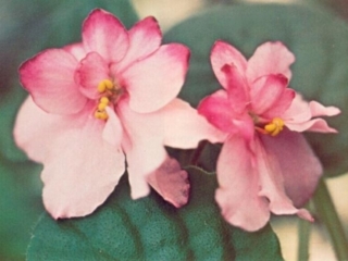 The Redhead 01/12/1979 (L. Egenites) Double pink two-tone. Plain, quilted. Large