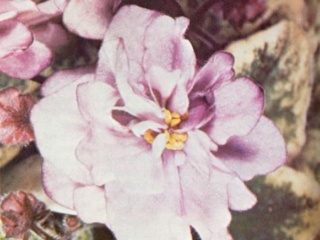 Thistle Patch 11/13/1975 (E. Champion) Double orchid/darker edge. Variegated, plain, quilted. Standard