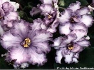 Thunder Cloud 08/28/1986 (S. Sorano) Double white ruffled star/purple mottling. Medium green, plain. Large