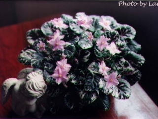 Ti-Mine 08/10/1998 (F. Pilon) Single pink star. Variegated black-green, white and pink, glossy, serrated. Standard trailer