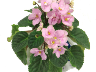 Tiffany (H. Utz) Double rose-pink/green-white edge. Plain. Standard (TX Hyb)