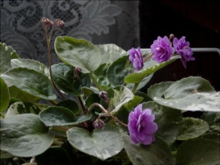 Tiger Trail 07/13/1988 (P. Harris) Double bright fuchsia/pale pink back. Variegated, quilted, glossy. Standard trailer