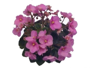 Timid Teen 02/10/1989 (H. Pittman) Semidouble bright pink. Medium green, plain. Miniature