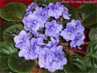 Tin Soldier (Storytella) Semidouble light blue. Standard