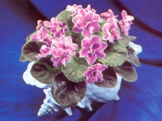 Tinari's Forte 12/15/1990 (F. Tinari) Semidouble dark purple-blue large/white wavy edge. Dark green, quilted, glossy/red back. Standard