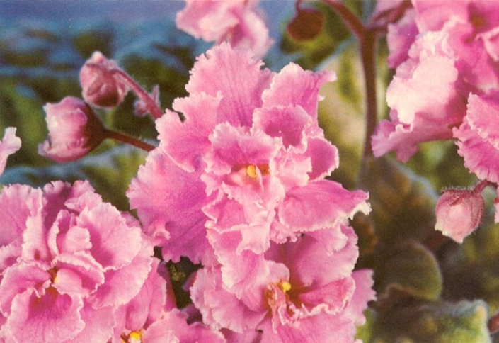 Tinsel Town 11/10/1980 (E. Champion) Double pink/white frilled edge. Variegated, ruffled. Standard