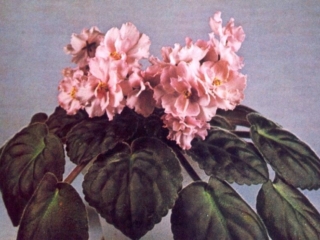 Tinted Ruffles (Unknown) Semidouble pink two-one ruffled. Plain. Standard